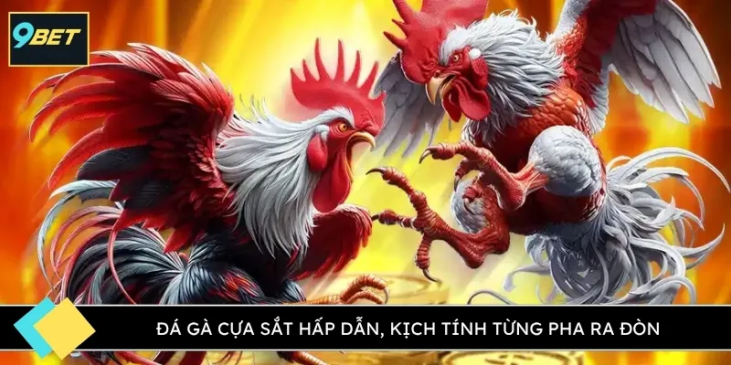 Đá gà cựa sắt hấp dẫn, kịch tính từng pha ra đòn