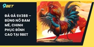 Đá gà SV388