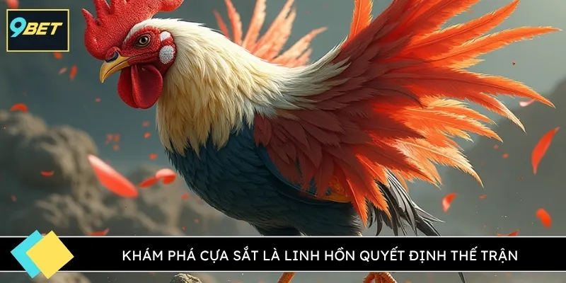 Khám phá cựa sắt là linh hồn quyết định thế trận