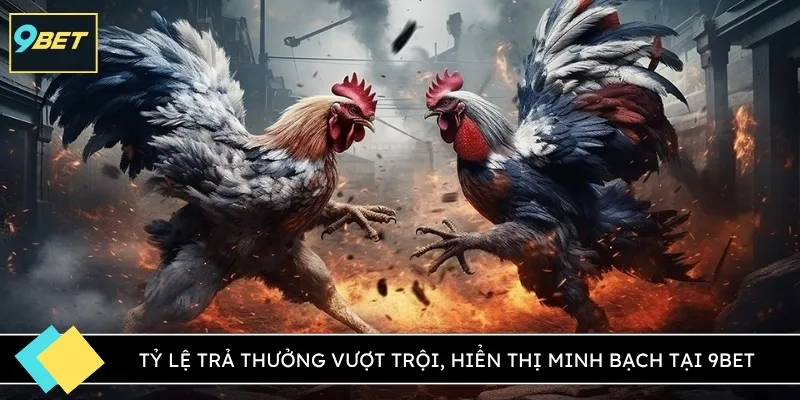 Tỷ lệ trả thưởng vượt trội, hiển thị minh bạch tại 9BET